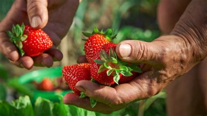 Is Miracle Grow safe for strawberries?