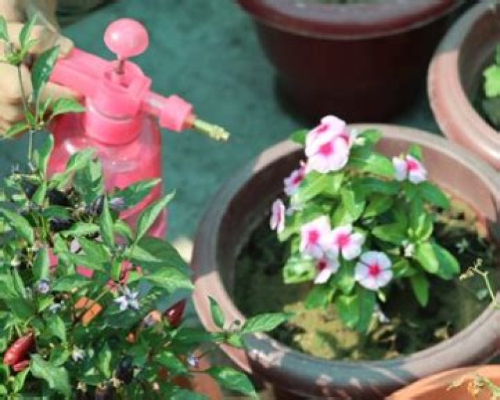 Is Neem oil safe for edible plants?