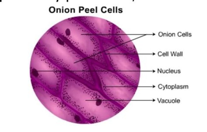 Is onion cell prokaryotic or eukaryotic?