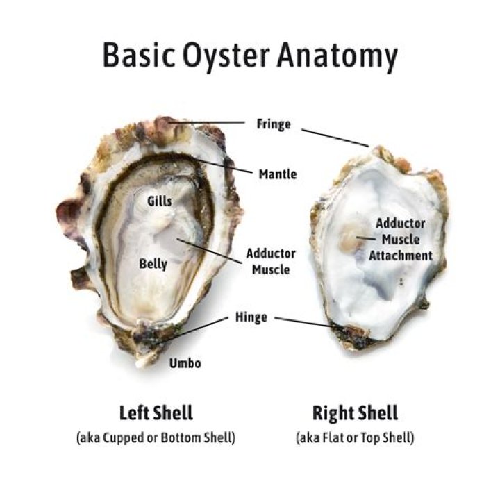 Is Oyster a keto?