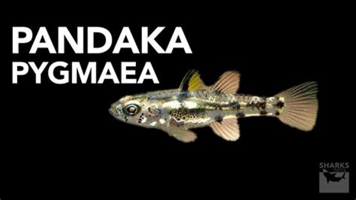 Is Pandaka Pygmaea edible?