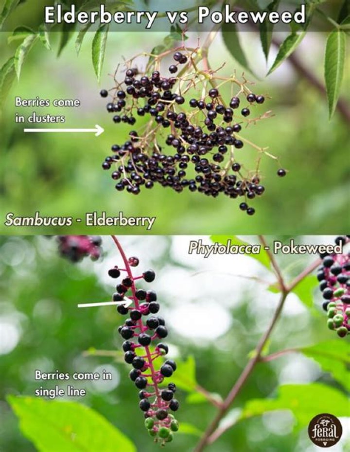 Is pokeweed an elderberry?