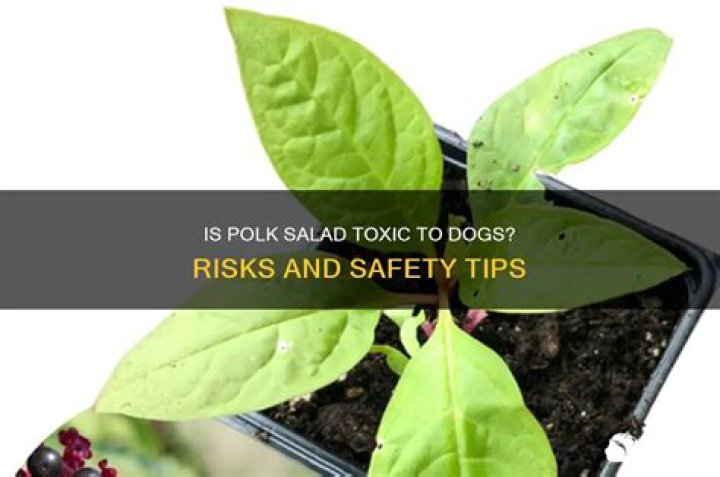 Is Polk Salad poisonous to dogs?