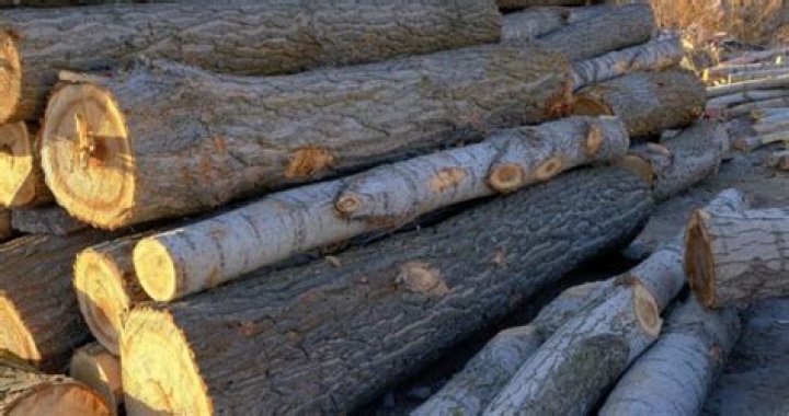 Is Poplar a good wood to burn?