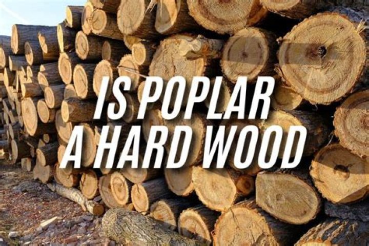 Is Poplar a hardwood or a softwood?