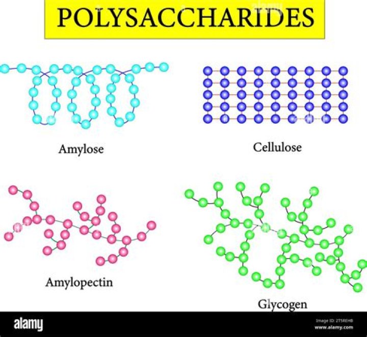 Is raffinose a polysaccharide?