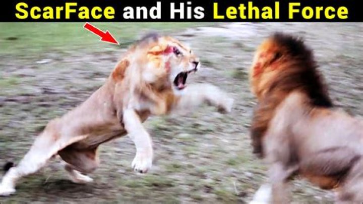 Is Scarface in love with his sister?