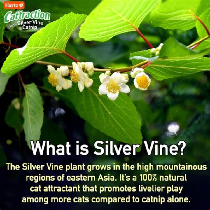 Is Silvervine safe for humans?