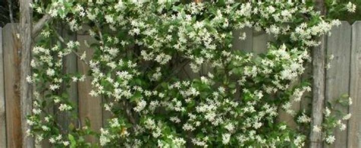 Is Star jasmine toxic to dogs?