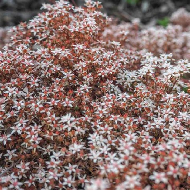 Is stonecrop sedum deer resistant?