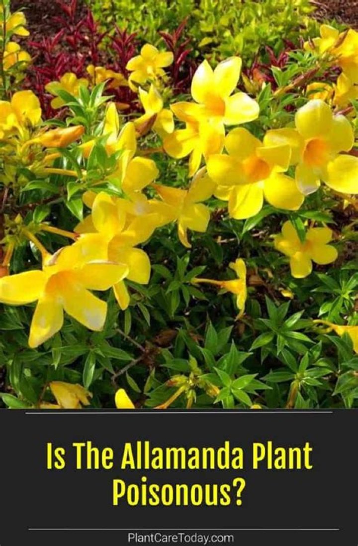 Is the Allamanda plant poisonous?