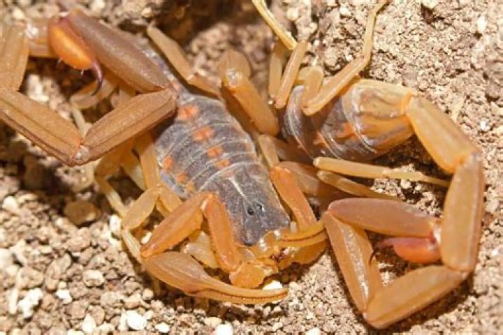 Is the Eastern Stripeless scorpion poisonous?