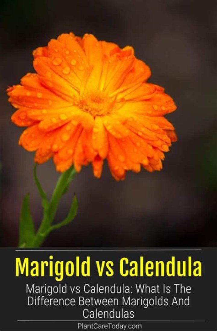 Is there a difference between calendula and marigold?