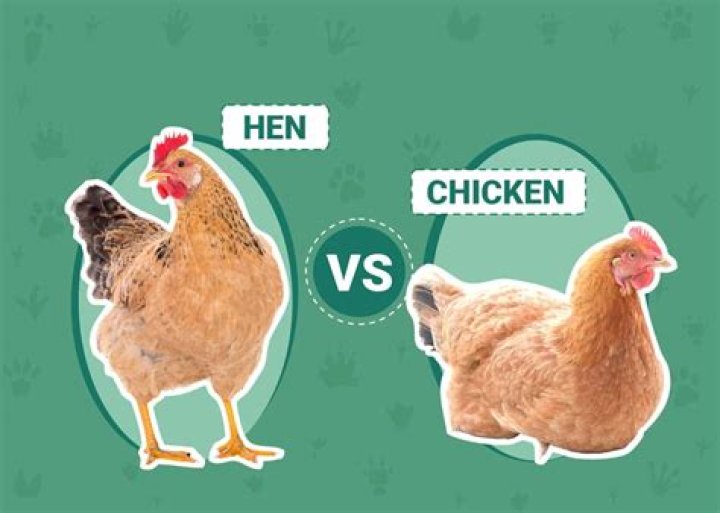 Is there a difference between organic chicken and regular chicken?