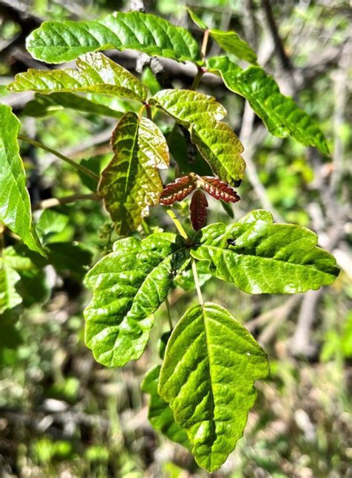 Is there poison oak in northern Idaho?