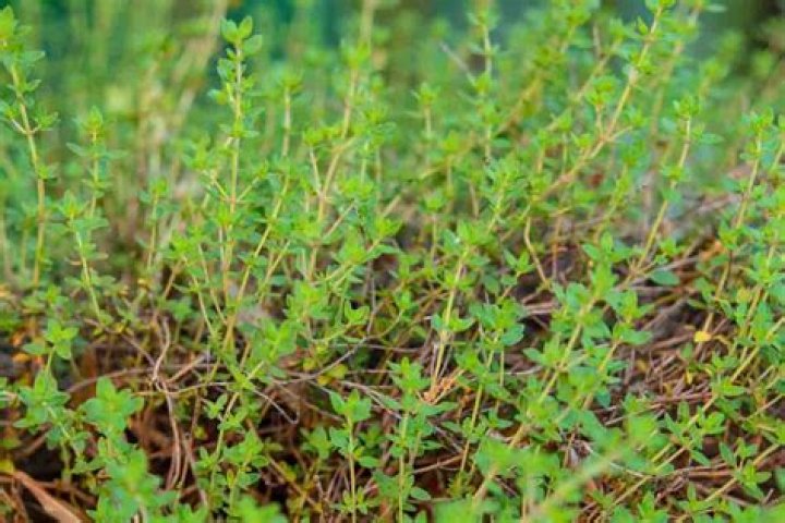 Is thyme bad for dogs?