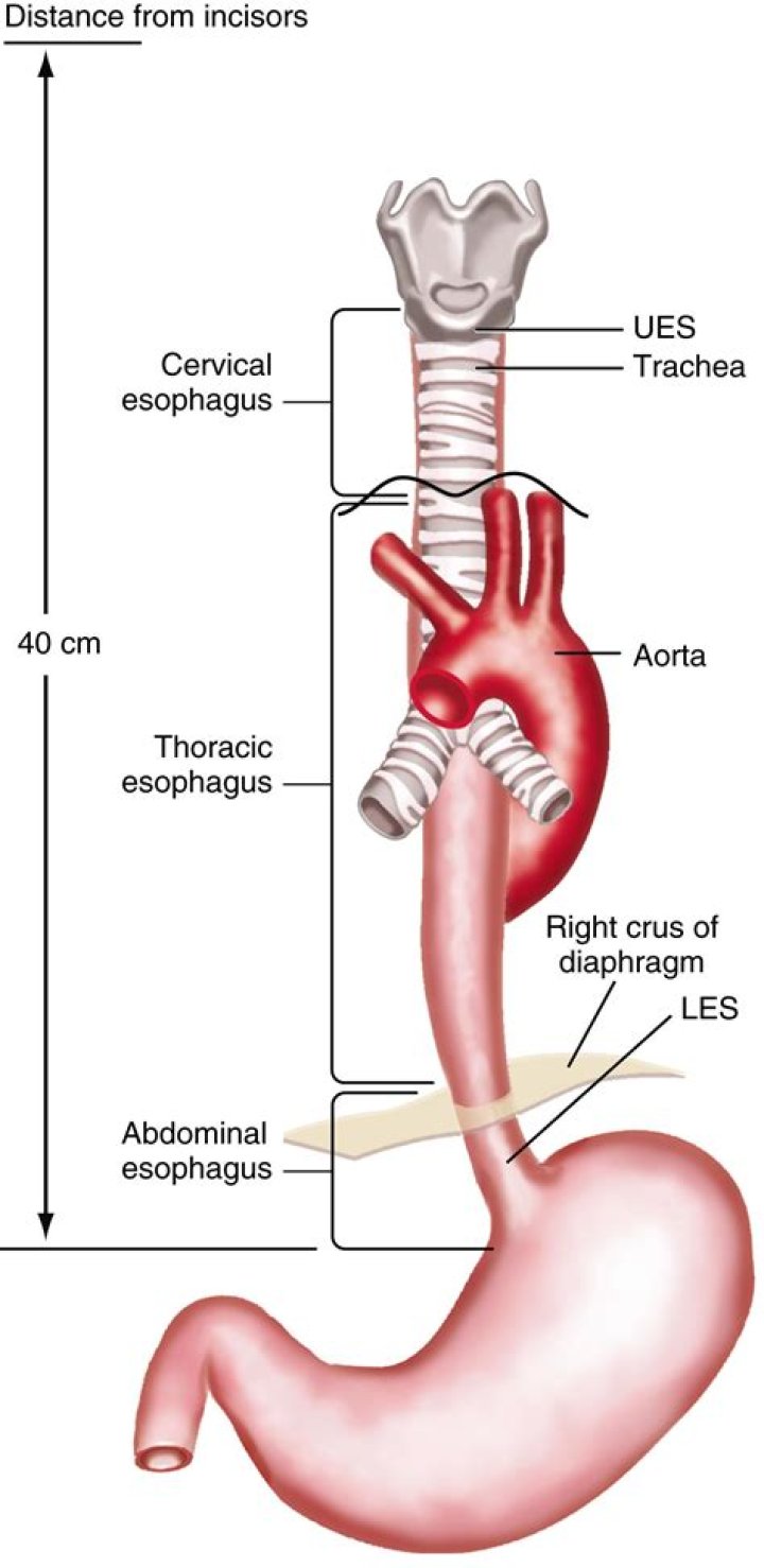 Is trachea and esophagus the same thing?