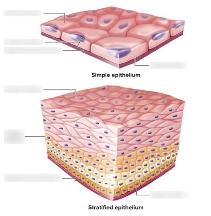 Is transitional epithelium simple or stratified?