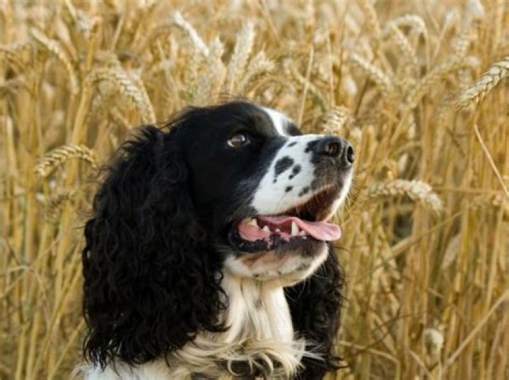 Is wheat flour OK for dogs?