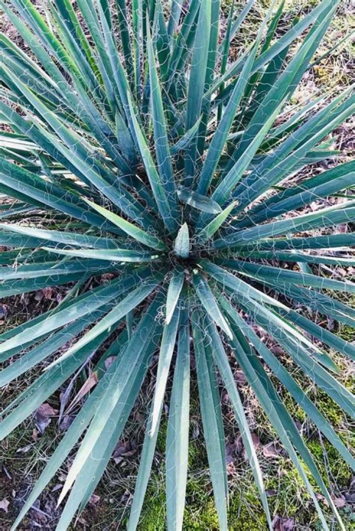 Is Yucca a starch?