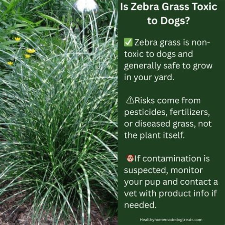 Is zebra grass poisonous to dogs?