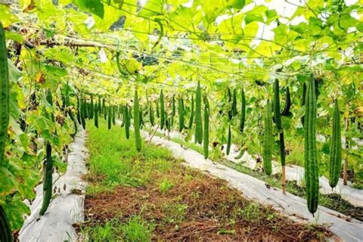 Is zucchini a climbing plant?