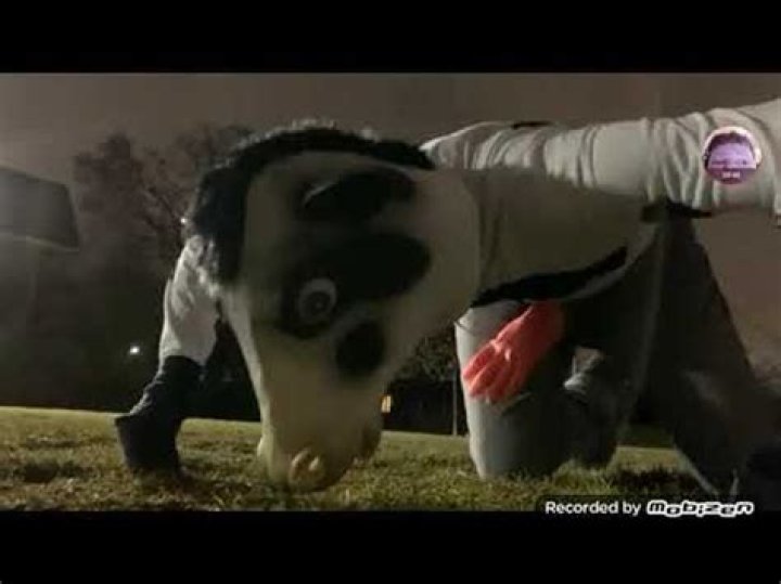 Man turns into cow video