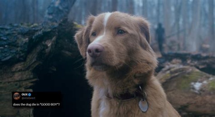 Rescued by Ruby: Does the dog die?