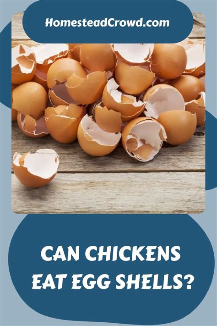 Should chickens eat egg shells?