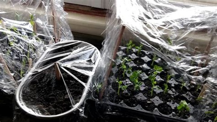 Should I cover seeds with plastic wrap?