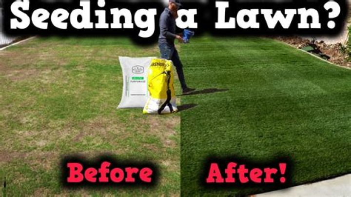 Should I put down grass seed before it rains?