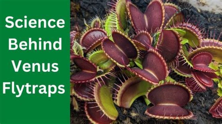 Should I remove dead flies from Venus Fly Trap?