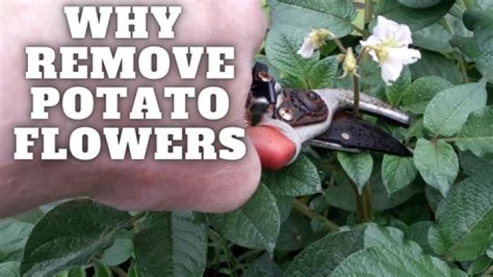 Should I remove flowers from potato plants?