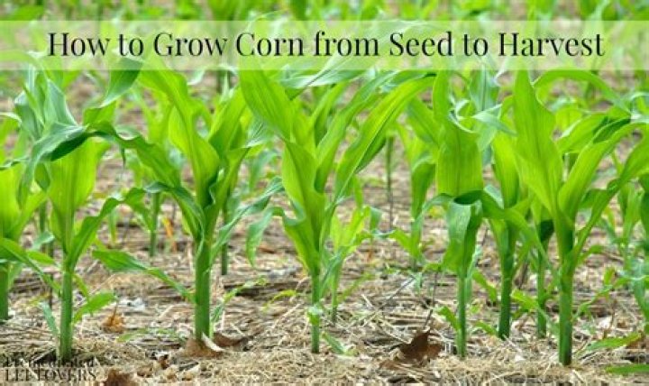 Should I soak corn seed before planting?