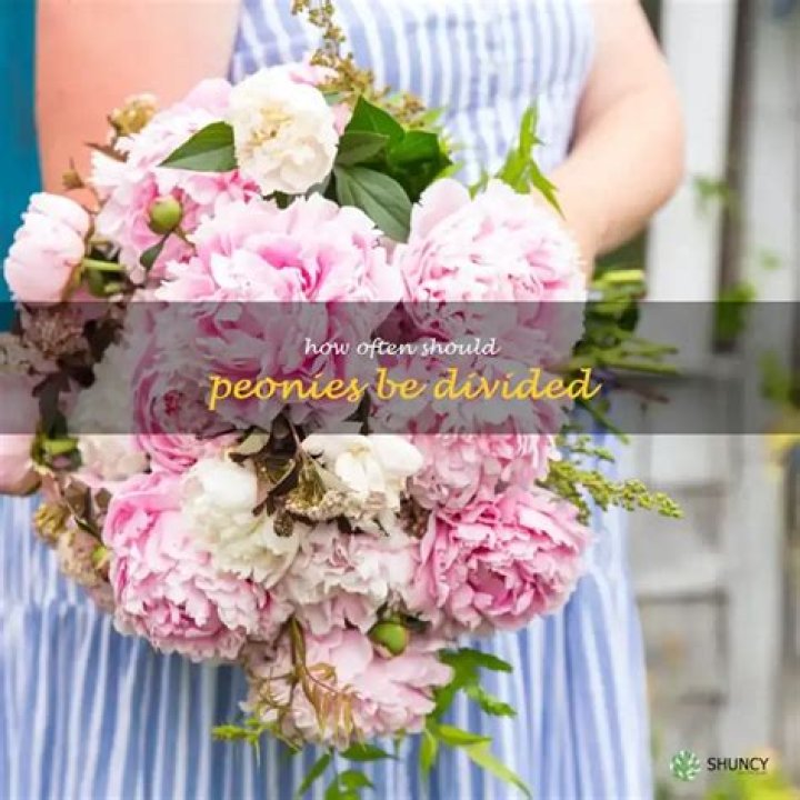 Should peonies be divided?