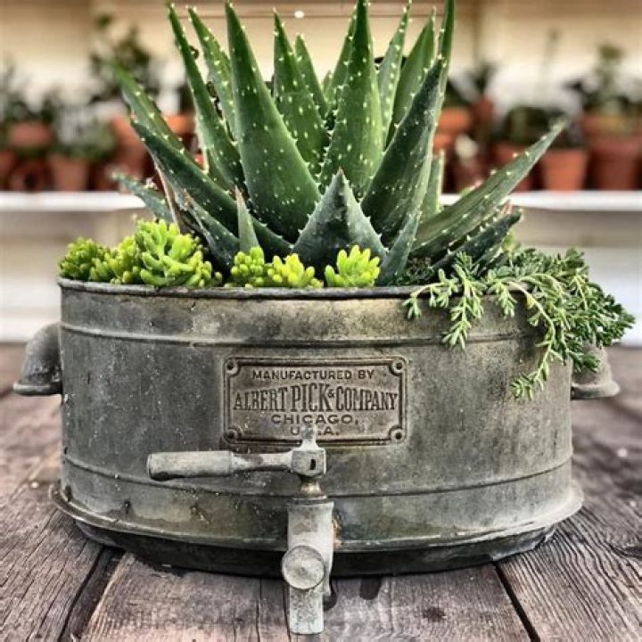 Should succulents be inside or outside?