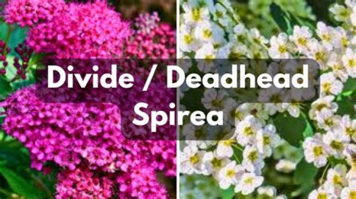 Should you deadhead spirea?