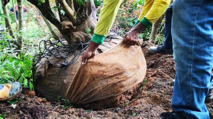 Should you take burlap off tree before planting?
