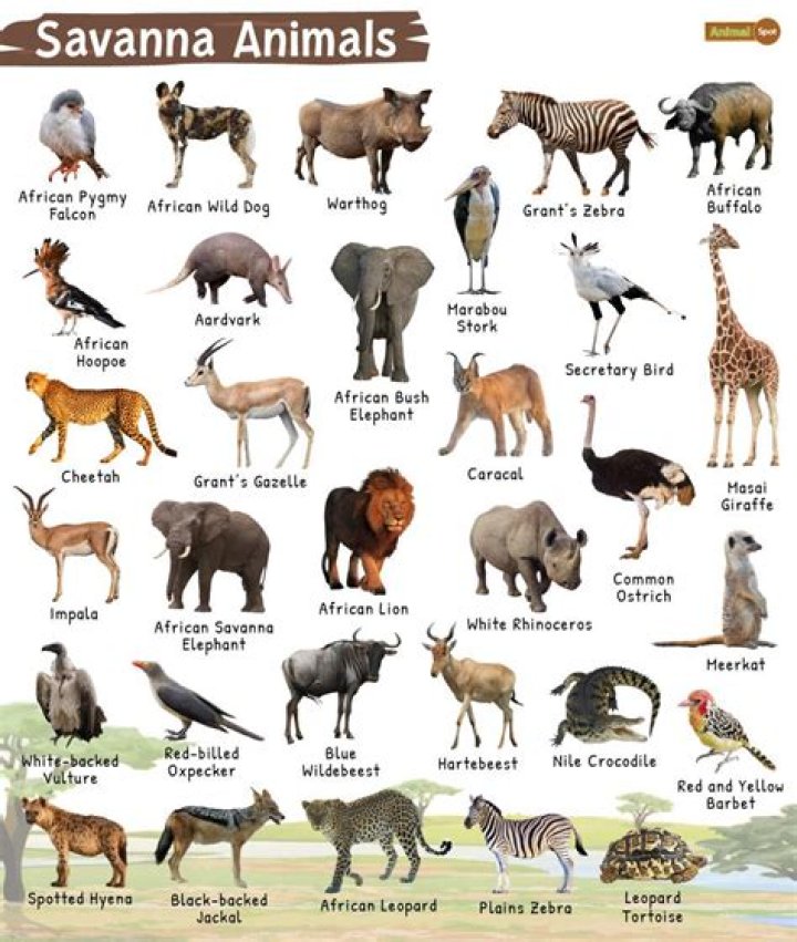 What adaptations do animals need to survive in the savanna?