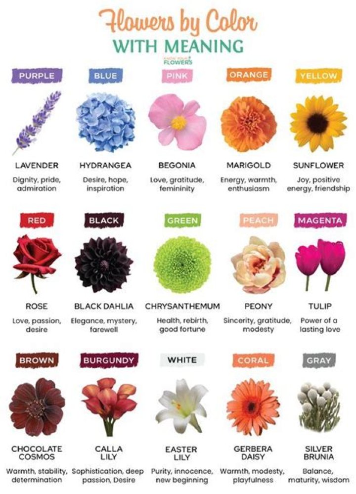 What advantage to the flower are colored petals?
