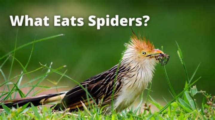 What animal eats big spiders?