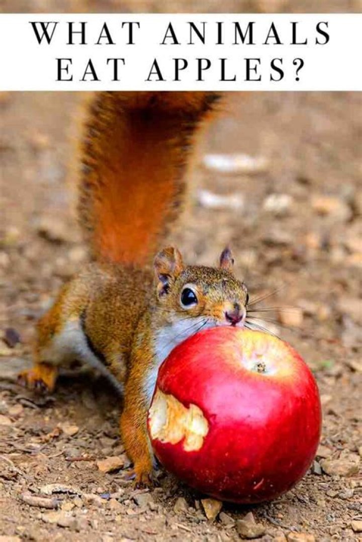 What animal eats hedge apples?