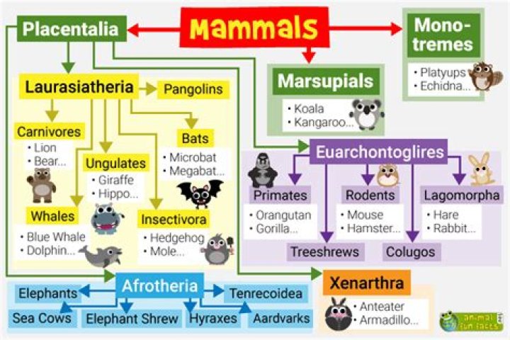 What animals are commonly divided into groups with similar characteristics the two categories used for mammals are?