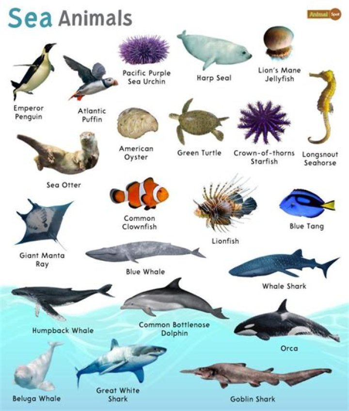 What animals are in the Marine West Coast?