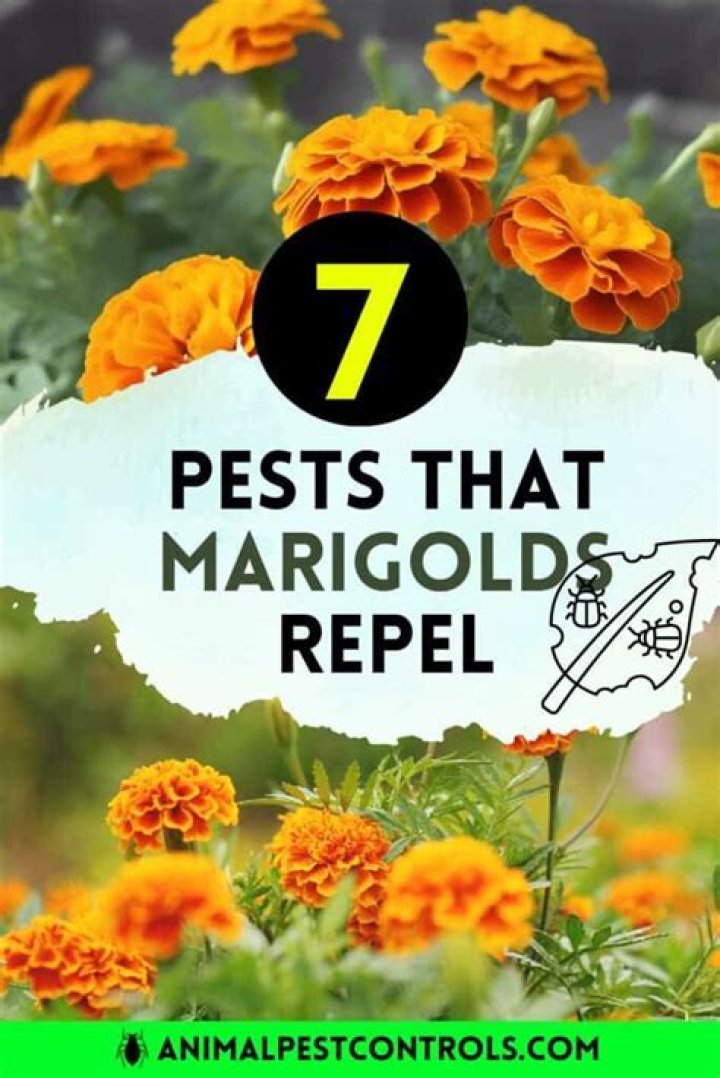 What animals do marigolds deter?