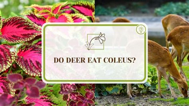 What animals eat coleus?
