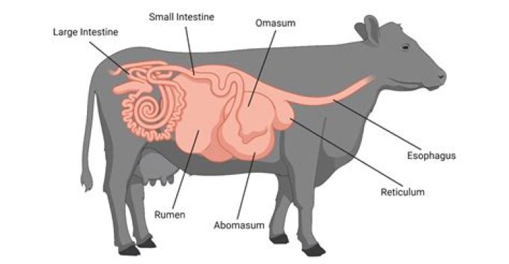 What animals have a monogastric digestive system?