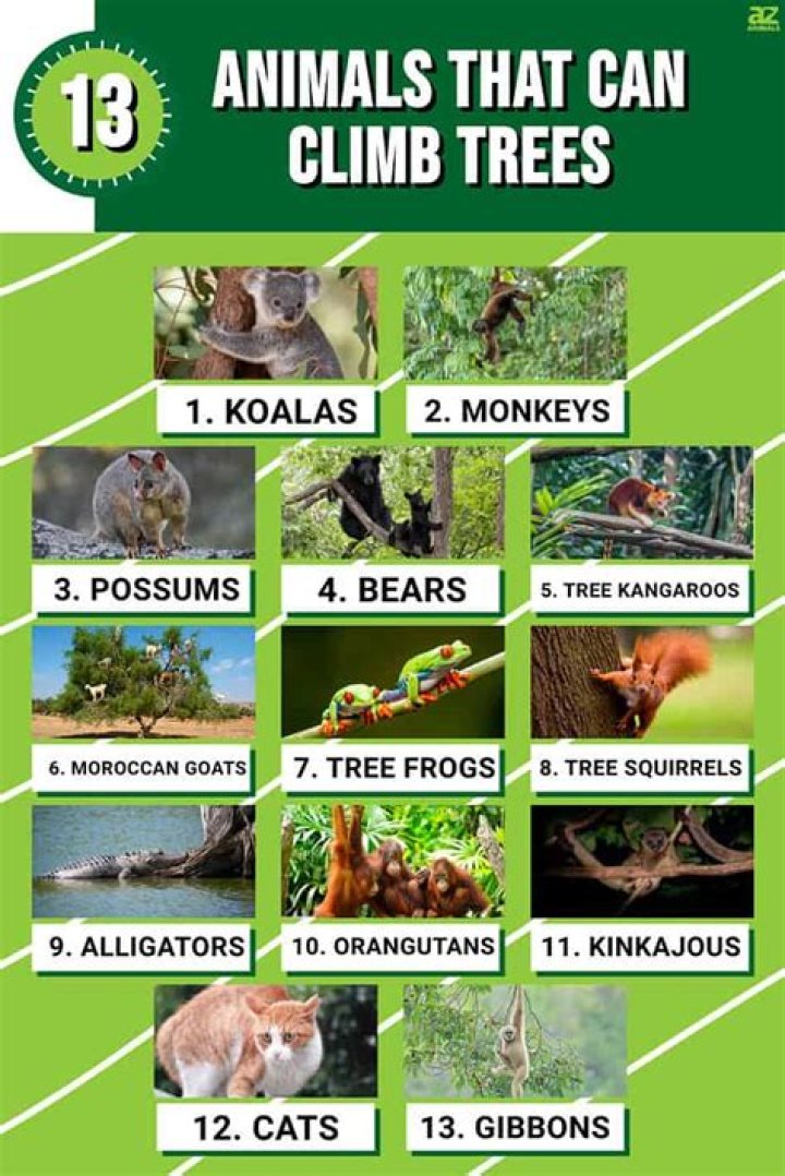 What animals like to eat roses?