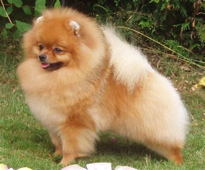 What are big Pomeranians called?
