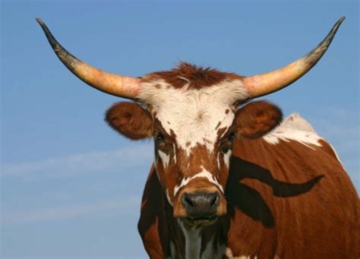 What are bull horns called?